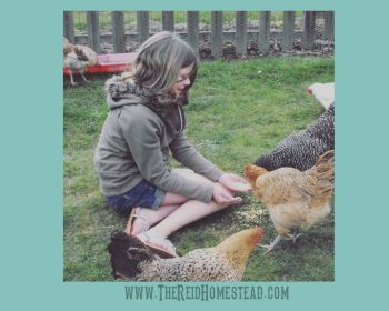 girl sitting on the grass feeding chickens scratch