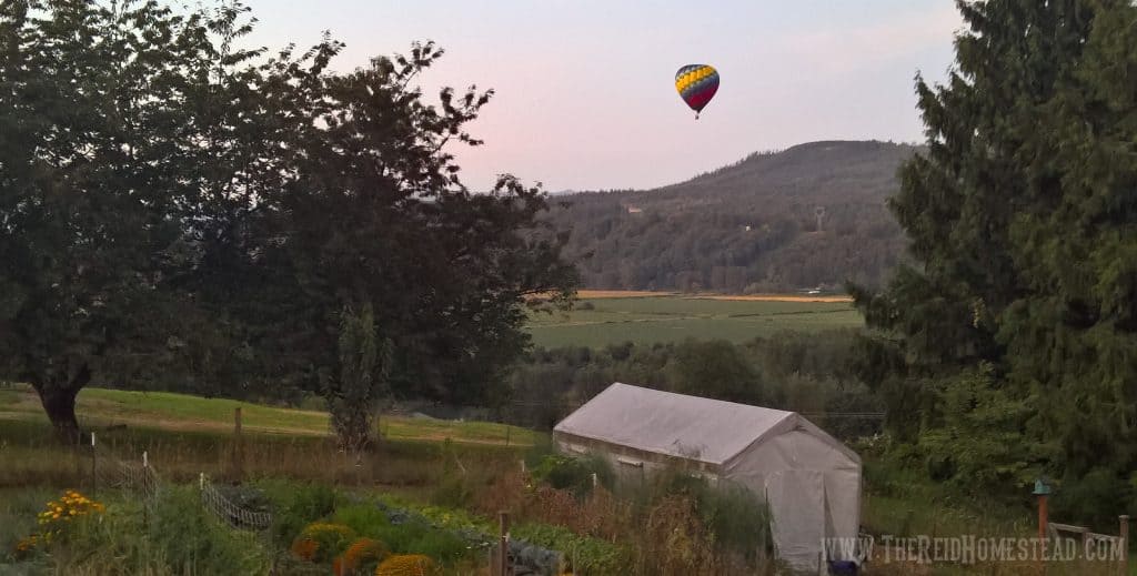 view of vegetable garden at the Reid Homestead overlooking the Snoqualmie valley with a hot air balloon passing by overhead