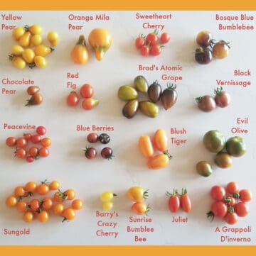 17 different types of cherry tomatoes each labeled by variety type