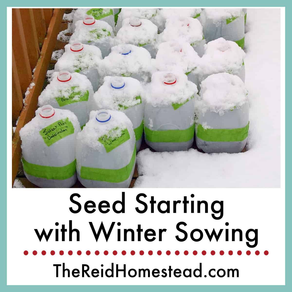 photo of milk jugs in the snow that have been winter sown with text overlay Seed Starting with Winter Sowing