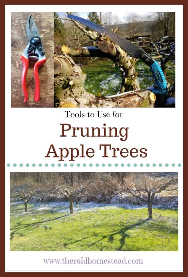 My tips on how to prune apple trees on your homestead. A guide and tutorial to show you the best tools to use. The Reid Homestead