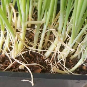 onion seedlings ready to be transplanted