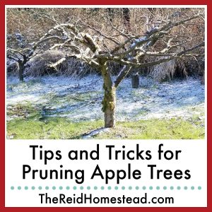 photo of a well pruned apple tree with text overlay Tips and Tricks for Pruning Apple Trees