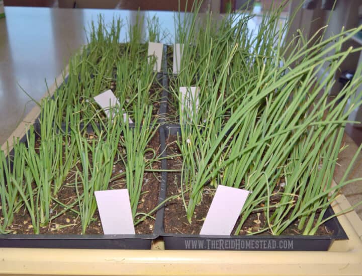 Seed Starting 101 How to Start Onion Seed Indoors