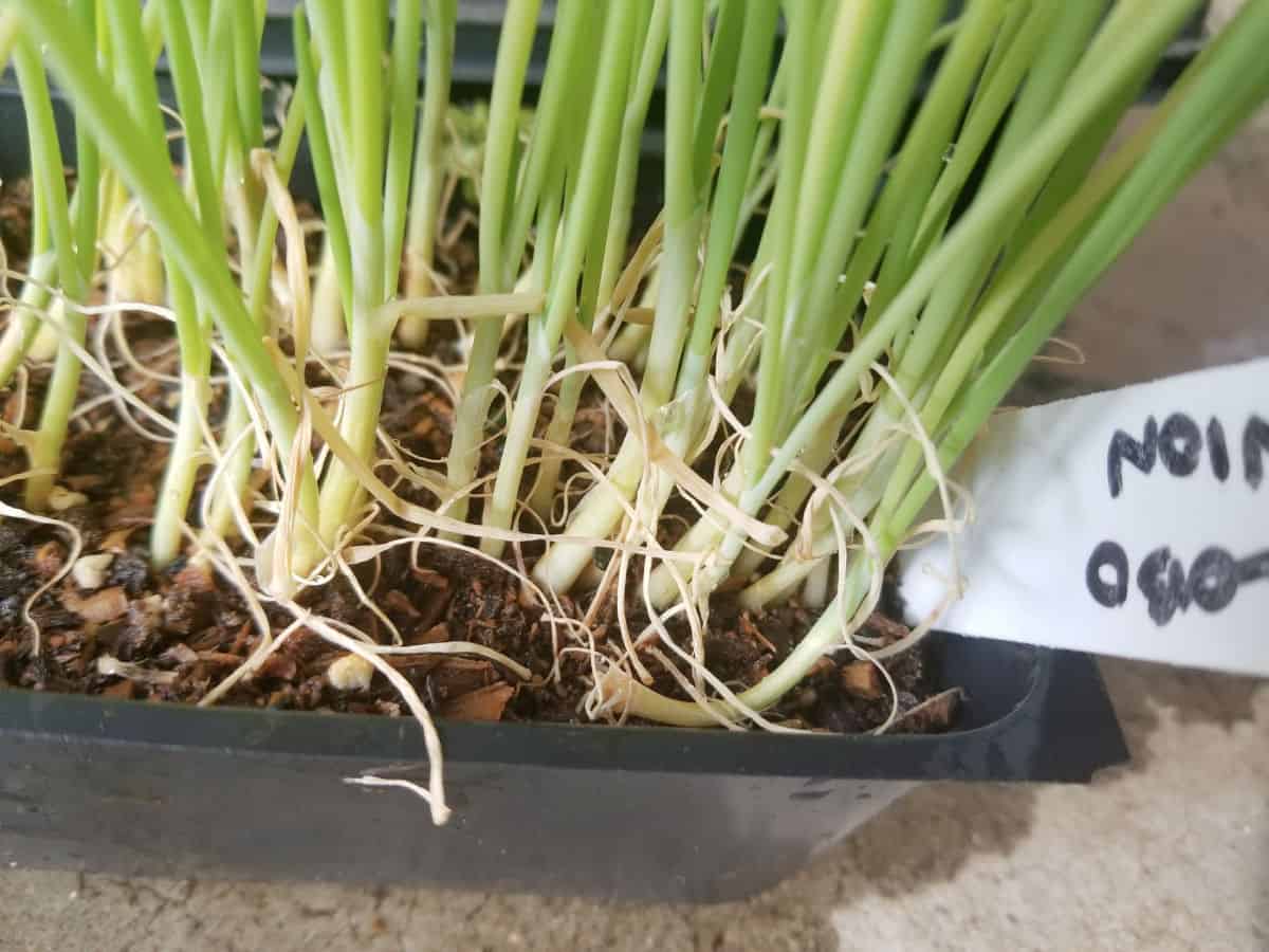 onion seedlings ready to be transplanted