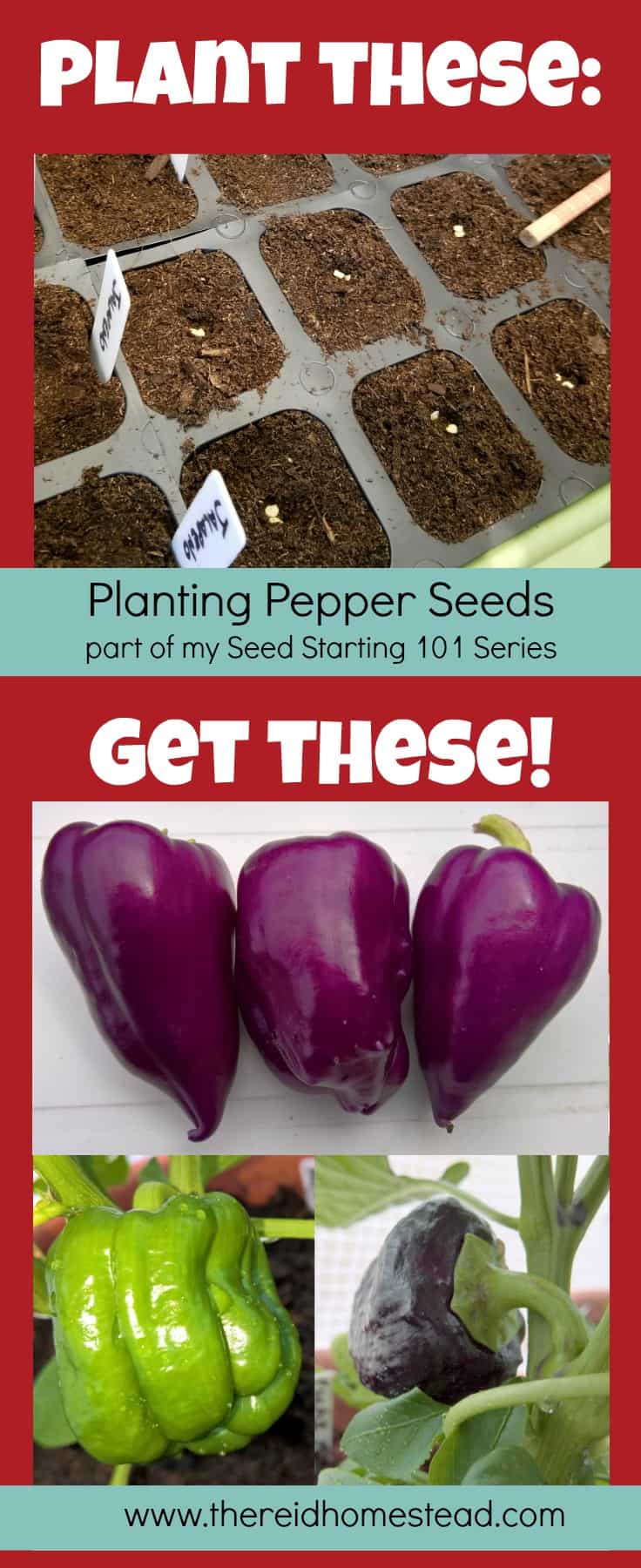 How to plant your pepper seeds successfully. Planting from seed give you a larger choice on the varieties you grow. Part of my Seed Starting 101 series. The Reid Homestead