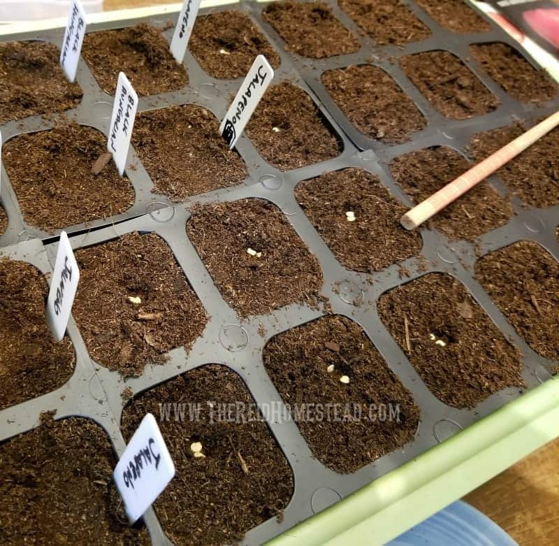 a tray of six pack seed starting cells being planted with pepper seeds-learn how to grow peppers from seeds