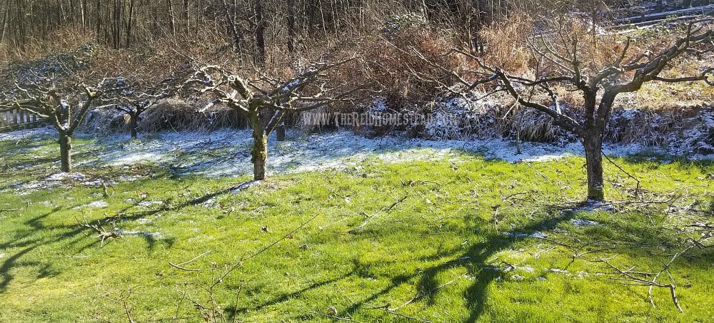 Learn how to prune your apple trees on the homestead. A great how-to tutorial. The Reid Homestead