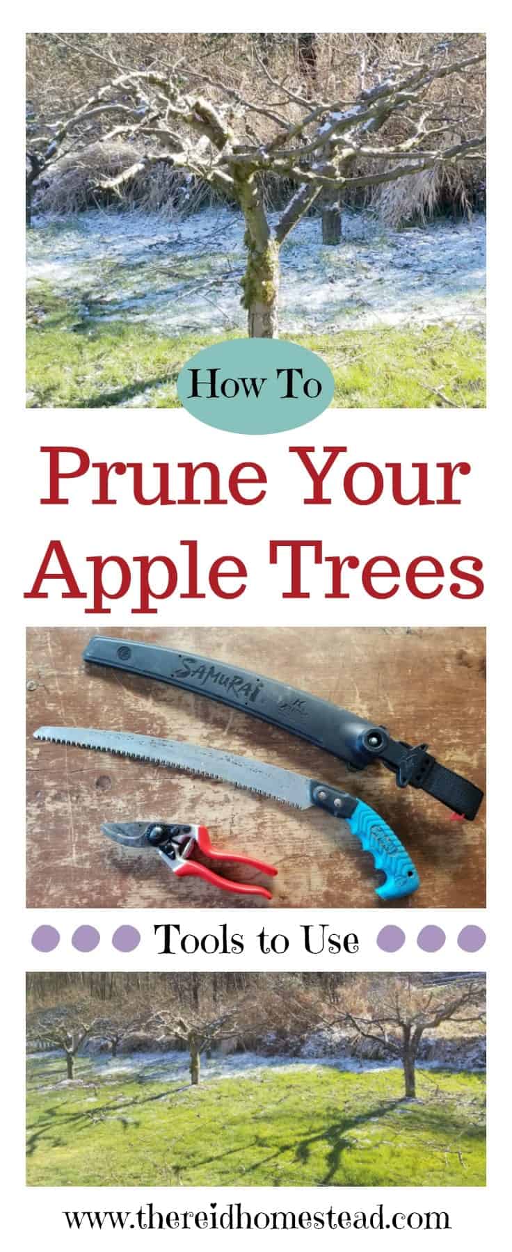 My tips on how to prune apple trees on your homestead. A guide and tutorial to show you the best tools to use. The Reid Homestead