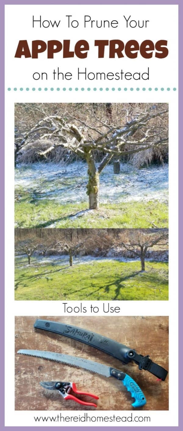 Tips on How to Prune Apple Trees on the Homestead (with video)