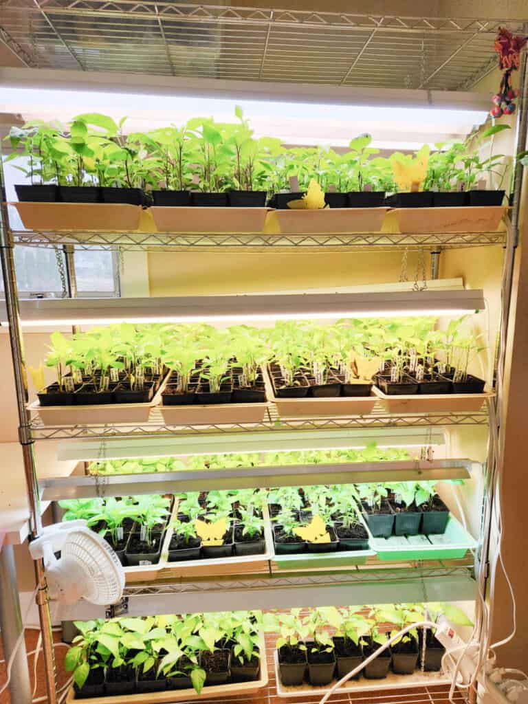 a wire shelving rack with seedling flats and grow lights