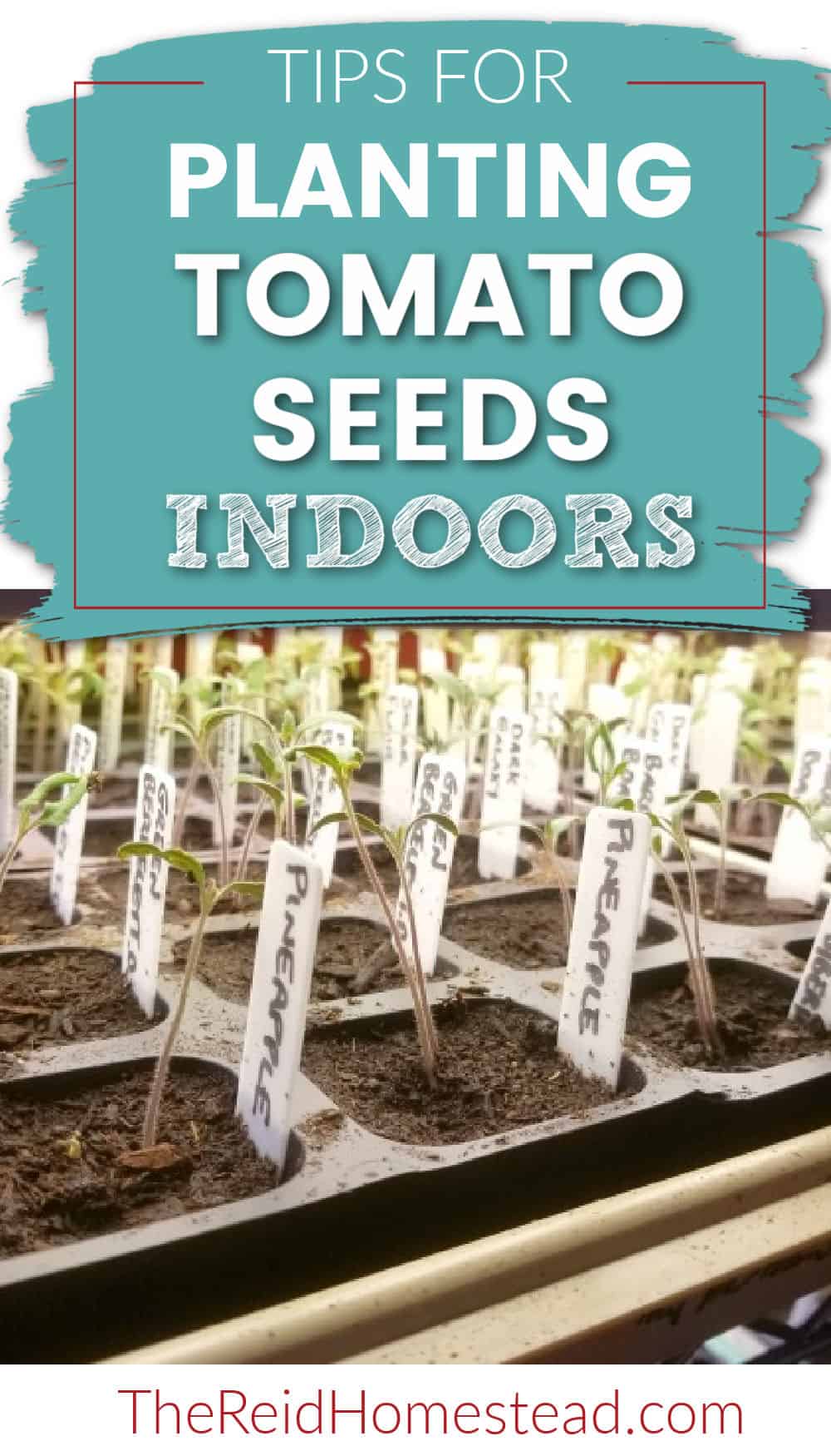 photo of tomato seedlings growing in plant tray with text overlay Tips for Planting Tomato Seeds Indoors