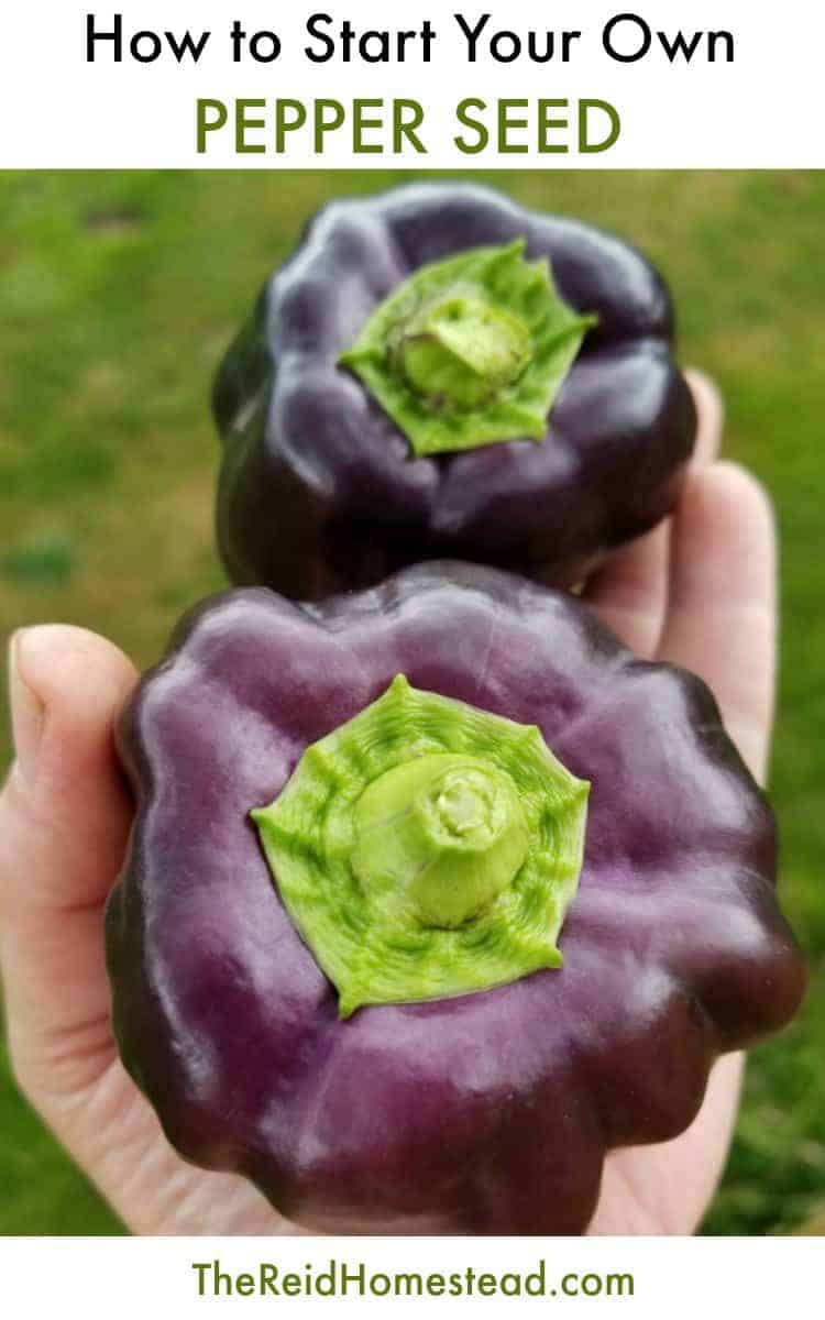 two purple beauty peppers in my hand with grass in the background with text overlay How to Start Your Own Pepper Seed