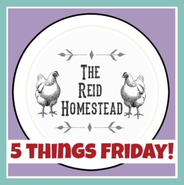 5 Things Friday - Favorite Homestead things this week! The Reid Homestead #homesteading #homesteadlife #happyhomesteading