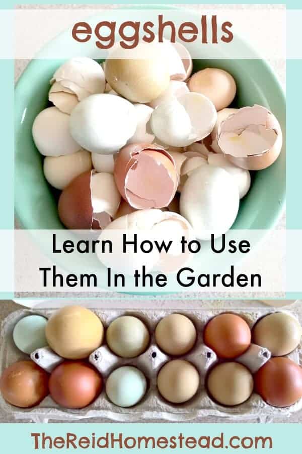 How to Use Egg Shells in the Garden-Learn the different ways you can use your egg shells to benefit your garden plants and improve your garden soil! The Reid Homestead #gardeninghacks #DIYGardenproject #eggs #gardeningideas #eggshells #gardening