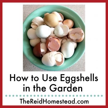 bowl full of used eggshells with text overlay How to Use Eggshells in the Garden