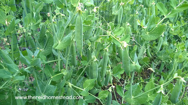 a row of peas ready to be harvested in the garden