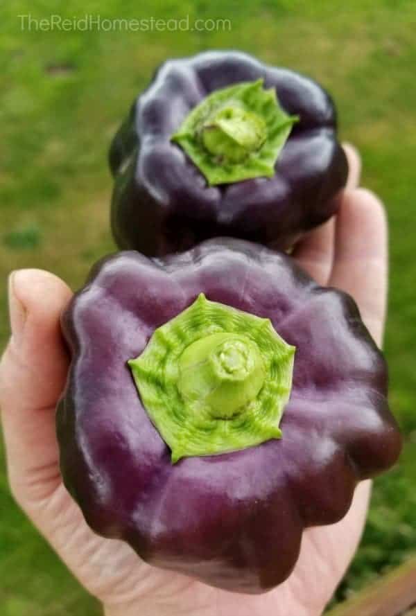 close up of two purple beauty bell peppers in my hand