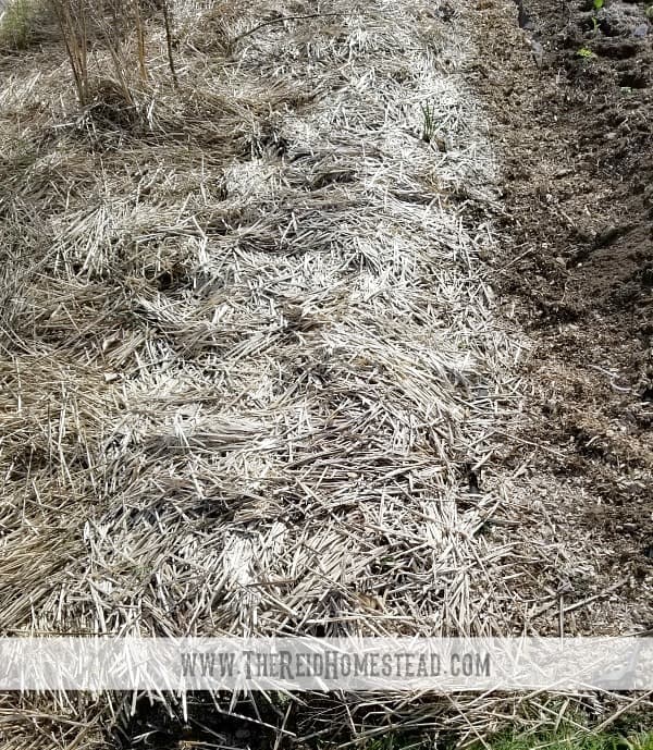 row in garden covered with straw mulch