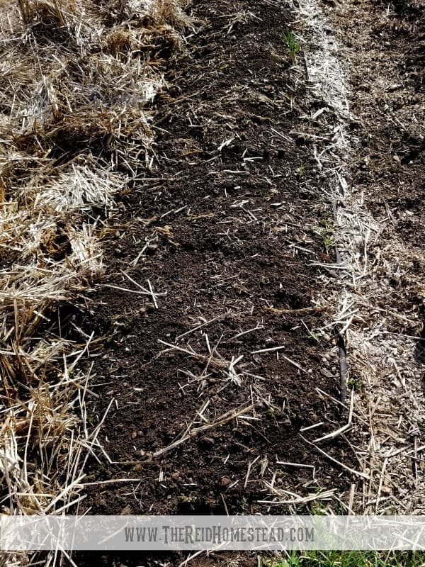 row in vegetable that was mulched with straw, straw removed and it is ready for planting