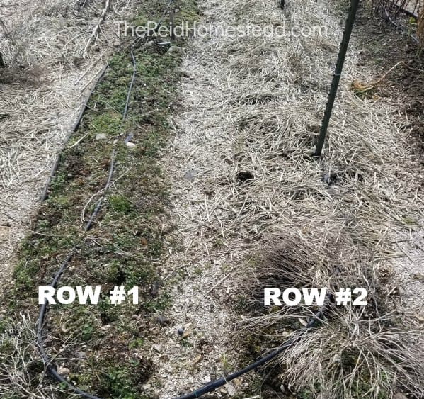 two rows in vegetable garden, one not mulched with weeds, one mulched with no weeds