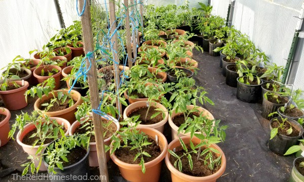 tomato and pepper starts in greenhouse