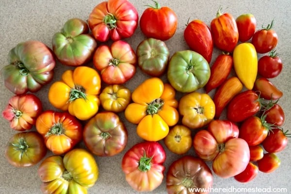 Want to grow your own tomatoes from seed? This allows you to try growing new and different varieties from the norm! Follow along as I share how to grow tomatoes from seed, as part of my Seed Starting 101 Series. The Reid Homestead