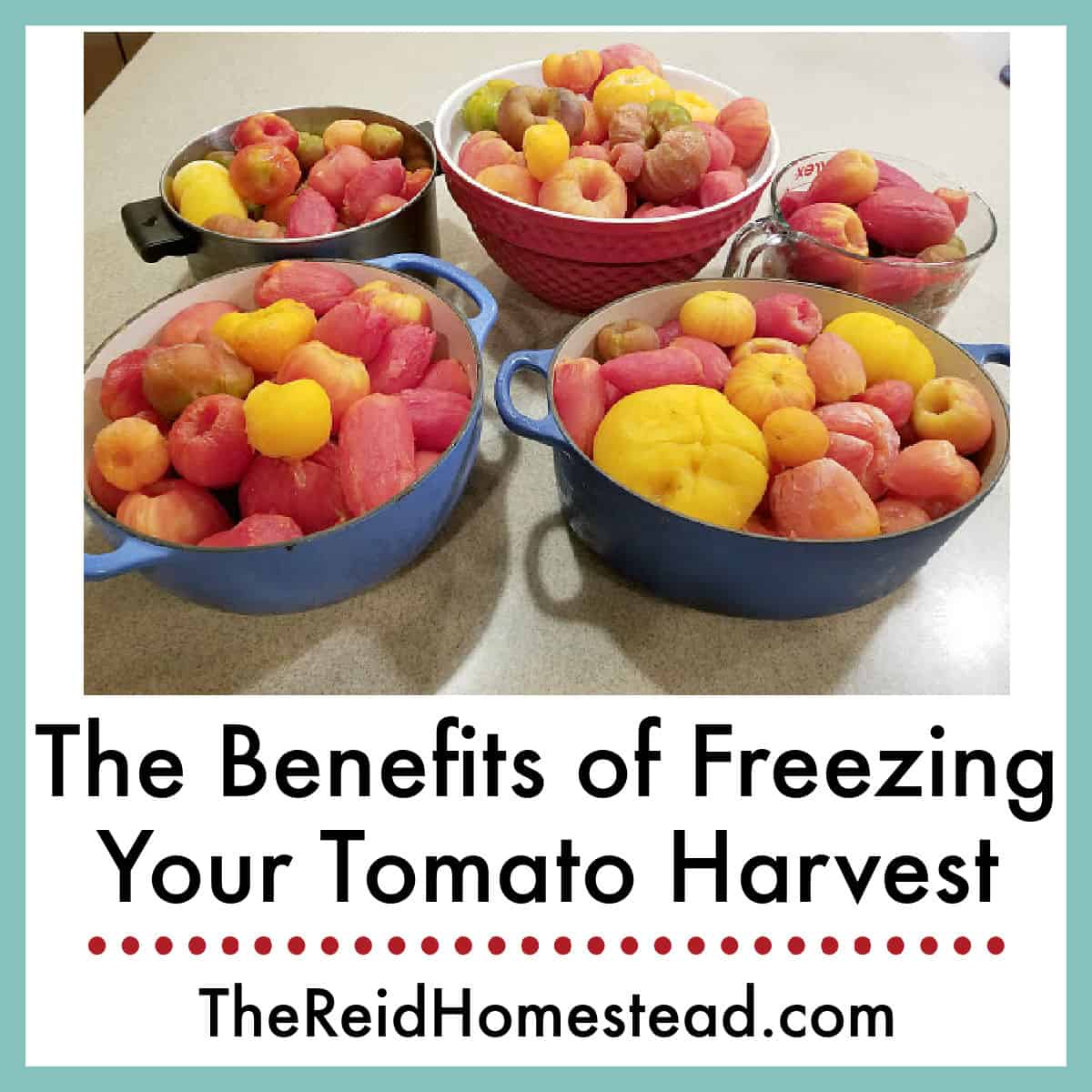5 large pots or bowls full of peeled frozen tomatoes with text overlay The Benefits of freezing your tomato harvest