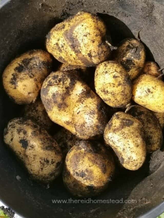 How to Grow Large Potatoes in Pots