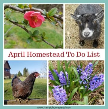 What is on your April Homestead To Do List? This time of year is crazy and our to do list grows longer every day! But here is what we will be tackling this month on The Reid Homestead