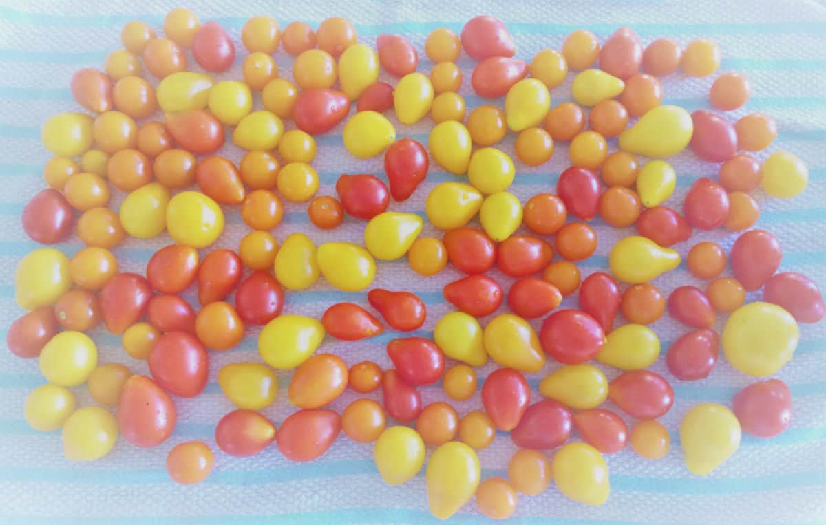 a bunch of multi-color cherry tomatoes on a kitchen towel