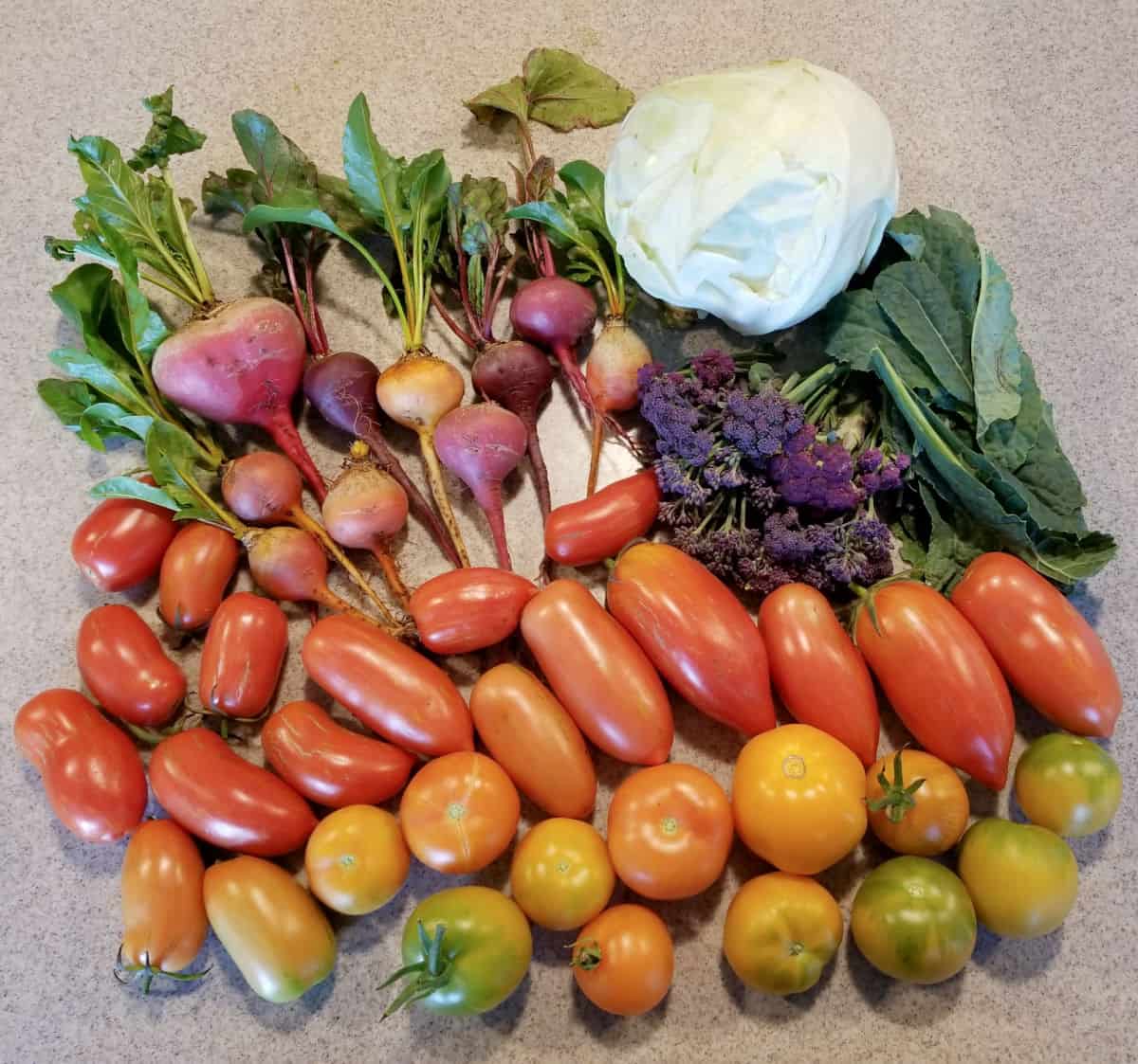 pile of freshly harvested vegetables including a lo of tomatoes