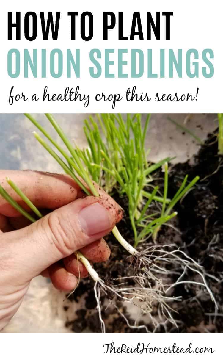 a hand holding two onion seedlings ready to be planted with text overlay How to Plant Onion Seedlings