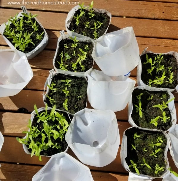 See what I grew this year using the Winter Sowing Seed Starting Method- as I share My 2018 Winter Sowing Results! The Reid Homestead #wintersowing #seedstarting #gardening