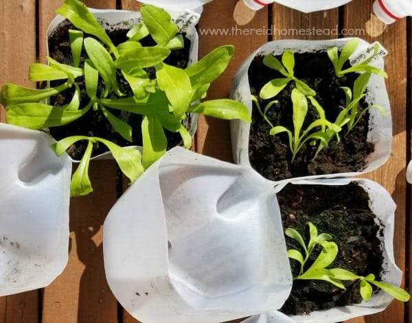 See what I grew this year using the Winter Sowing Seed Starting Method- as I share My 2018 Winter Sowing Results! The Reid Homestead #wintersowing #seedstarting #gardening
