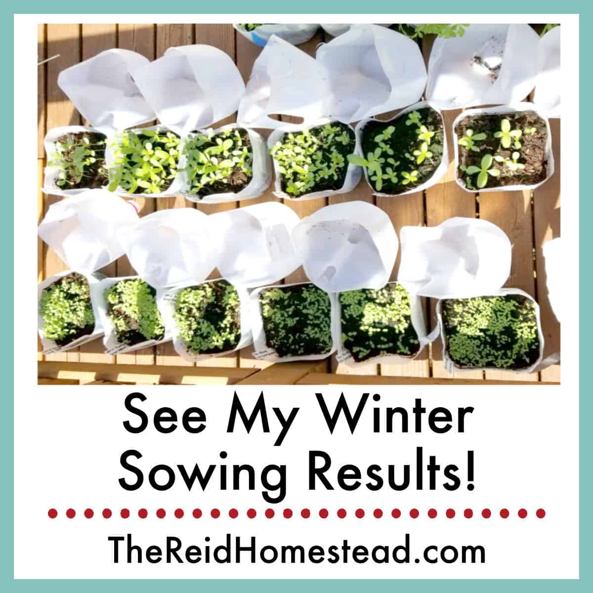 open winter sowing milk jugs showing started plants with text overlay See My Winter Sowing Results!