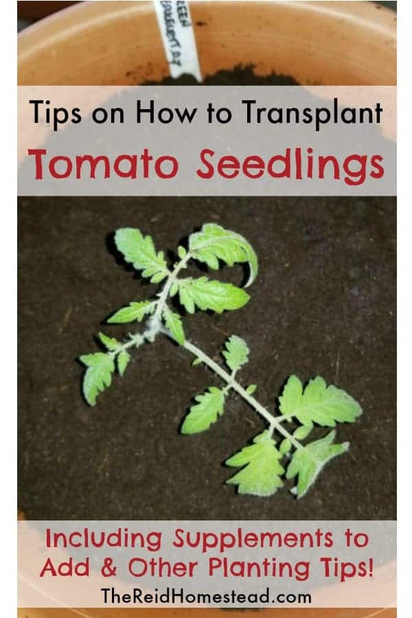 tomato seedling in a pot with text overlay tips on how to transplant tomato seedlings