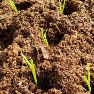 close up of onion seedlings planted in the garden