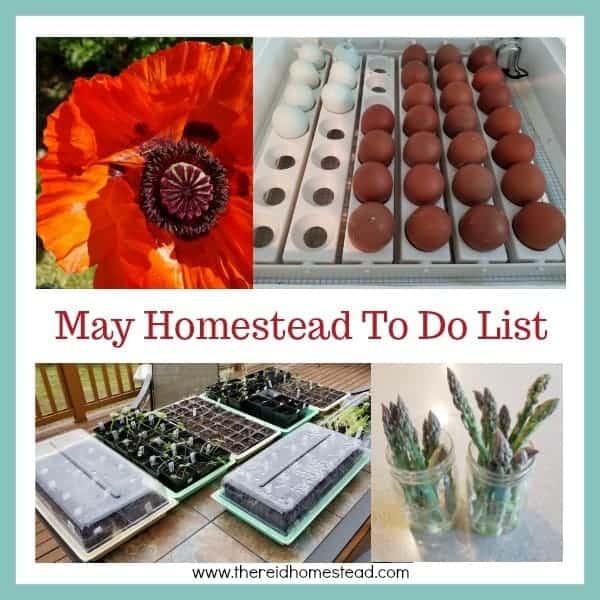 May is Plant All The Things Month! Come see our May Homestead To Do List for the Pacific Northwest and make sure you check off all the boxes! - The Reid Homestead