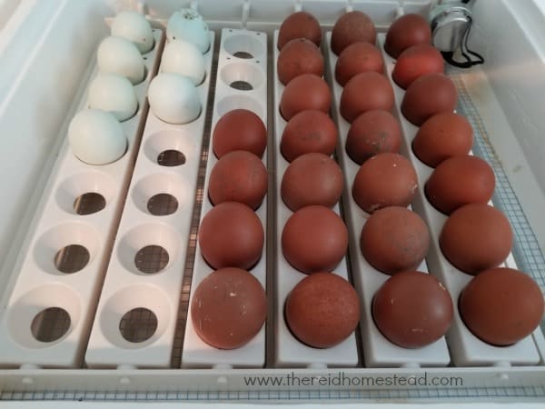 a lot of dark brown eggs in an incubator with a few blue eggs