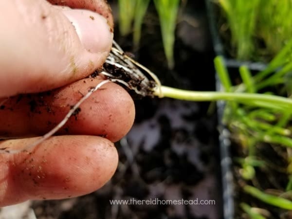 fingers pinching off some of the longer roots on an onion seedling prior to planting