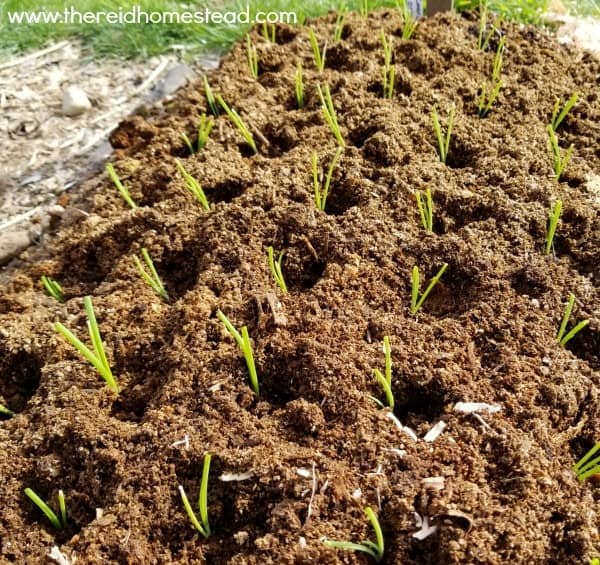 a bed of freshly planted onion seedlings