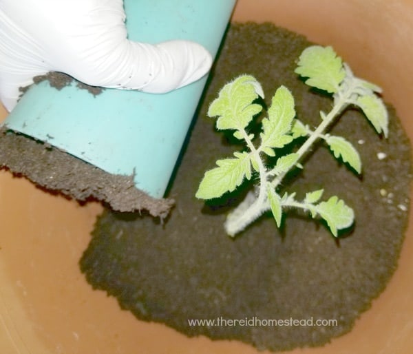 planting a tomato seedling into a large pot