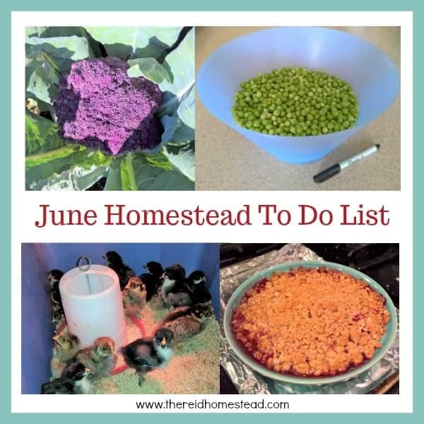 Our June Homestead To Do List for the Pacific Northwest. Stay on track and check off all the boxes! - The Reid Homestead