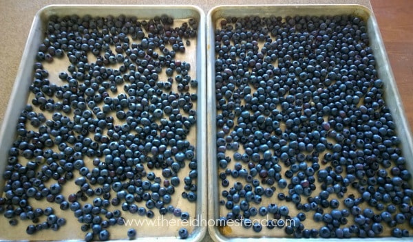 baking sheets full of blueberries