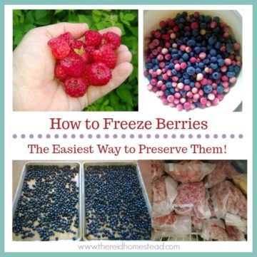 multiple images of berries with text overlay "how to freeze berries"