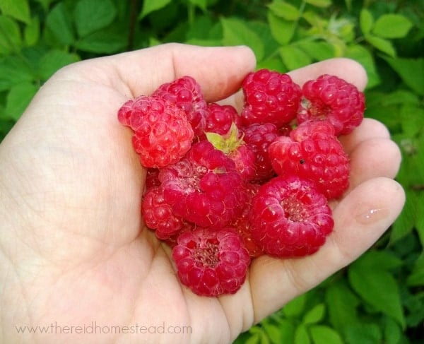 handful of raspberries