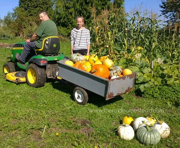 Learn how preserve your pumpkins and winter squash by roasting and freezing it! - The Reid Homestead #pumpkin #wintersquash #foodpreservation #preservingtheharvest