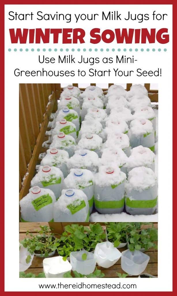 Start seeds in milk jugs--outdoors, in late winter