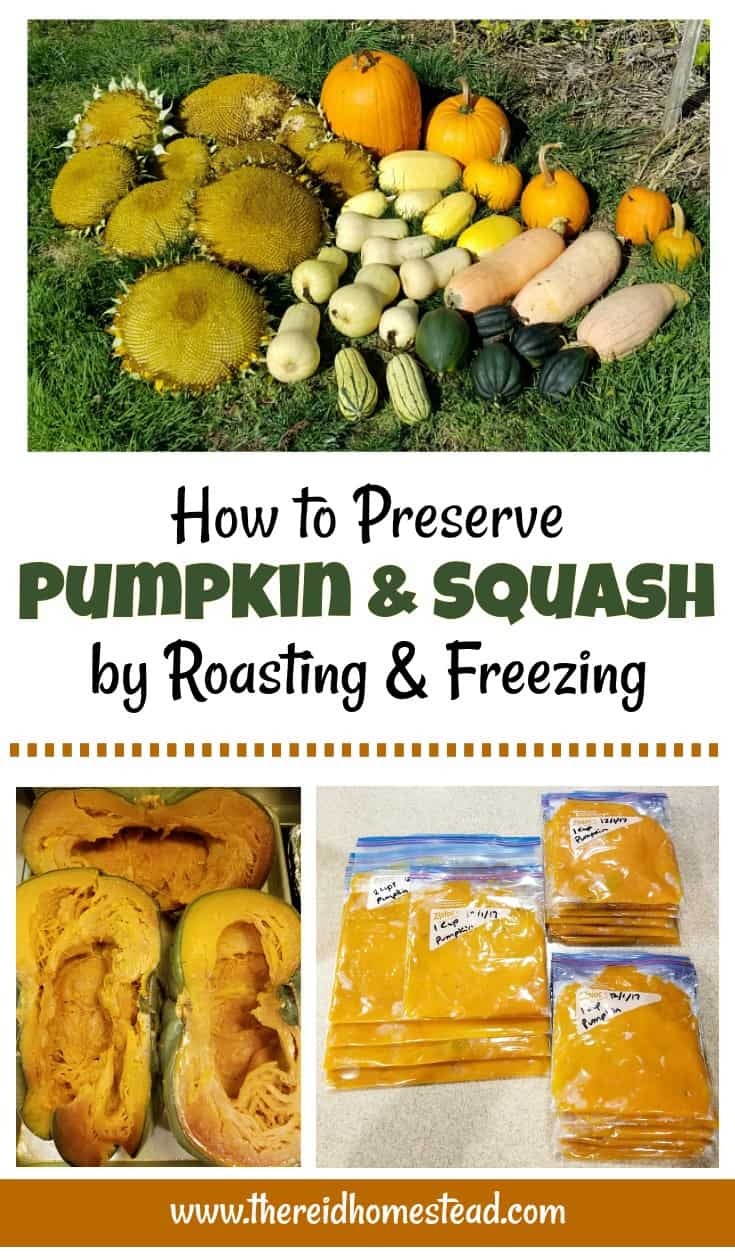 Learn how preserve your pumpkins and winter squash by roasting and freezing it! - The Reid Homestead #pumpkin #wintersquash #foodpreservation #preservingtheharvest